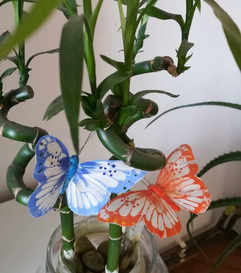 Apartman Betty 希贝尼克 外观 照片